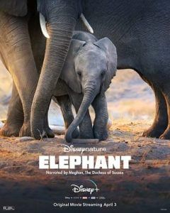 دانلود فیلم Elephant 2020 با لینک مستقیم